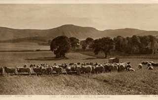 Image shows a very old postcard of a black and white photograph taken by James Patrick in the 1800's titled 'The Pentland Hills, Swanston'. In the foreground are sheep grazing in a large open field with a very large oak tree in the distance. Beyond this tree are several more large trees and in the background, Caerketton and Allermuir hills of the Pentland Hills. The edge of the T-Wood is also visible.