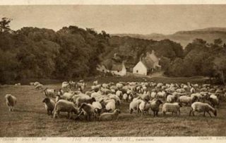 Image shows a very old postcard of a photograph by James Patrick from the 1800's, showing Swanston Village, surrounded by trees, in the mid-ground, Arthurs Seat in the distance, and several sheep in the foreground. It is titled 'The Evening Meal, Swanston'.