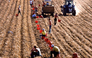 Photograph taken in the 1980's of the 'tattie' (potato) fields at Swanston Farm, with lines of crops and several farm workers picking the tatties in a line with round baskers. There are 2 tractors driving up and down the line of workers collecting up the tatties in to a trailer. It is a hot sunny day!