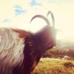 This is a colour photo of the head and horn of one of the Swanston Farm goats, called 'Cheeky' with the sun bleaching out the background, almost like a silhouette. He has large horns that sweep backwards from the top of his head, long shaggy body hair which is different colours, including dark and light brown, white, grey, black and the occasional blonde highlight! He also has a really long 'goatee' beard hanging from his chin which is dark brown with ginger and white highlights. He is about the size of a large labrador. He is very handsome! He loves getting stroked and brushed!