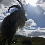 Photograph showing the old King of the 'Tribe' of goats here at Swanston Farm. He has enormous horns the go upwards then curve back towards his body, then flick outwards at the ends. his body hair is long an a mixture of grey and white and he has a white face with a few dark spots. He has black legs. He is standing on top of a hill in his field, the blue sky and white clouds in the background, almost creating a silhouette effect. He died of old age in 2021 but his son, Col, lives on and is now the King!