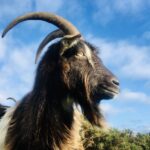 This is a colour photo of the head and horn of one of the Swanston Farm goats, called 'Cheeky' with blue sky in the background. He has large horns that sweep backwards from the top of his head, long shaggy body hair which is different colours, including dark and light brown, white, grey, black and the occasional blonde highlight! He also has a really long 'goatee' beard hanging from his chin which is dark brown with ginger and white highlights. He is about the size of a large labrador. He is very handsome! He loves getting stroked and brushed!