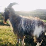 This is a colour photo of one of the Swanston Farm goats, called 'Joey' standing on a hill in his field, with some of the Pentland Hills in the background. He has large horns that sweep backwards from the top of his head, long shaggy body hair which is different colours, including dark and light brown, white, grey, black and the occasional blonde highlight! He also has a really long 'goatee' beard hanging from his chin which is dark brown with ginger and blonde highlights. He is about the size of a large labrador. He is very handsome!