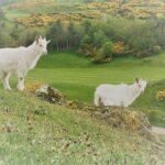 Photograph shows two white baby goats, standing on a rocky hill with grass and trees in the background. They are called Tom and Jones and are known as the 'terrible twins'! We can't catch them at all!